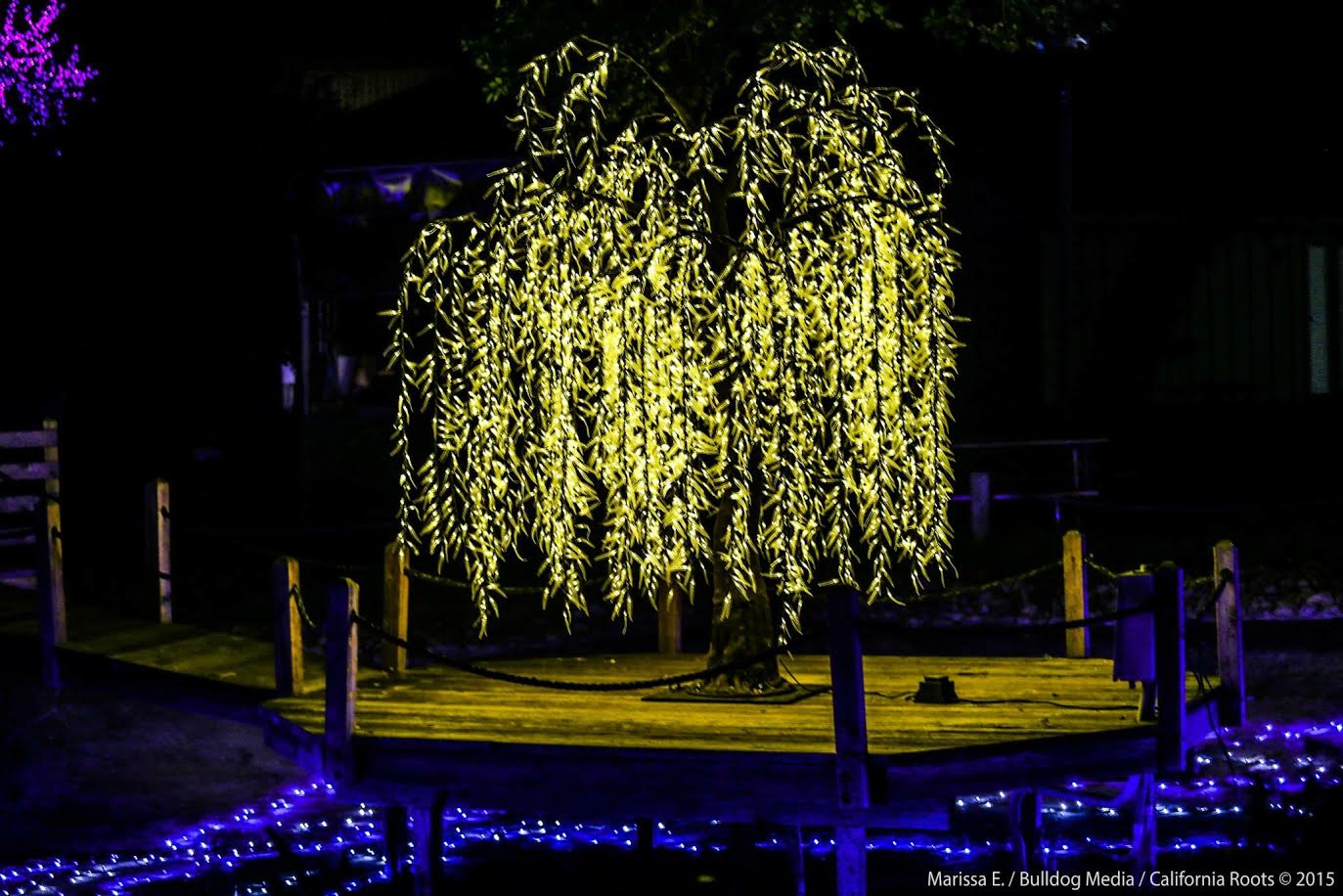 LED TREEE Bay Area Event Lights